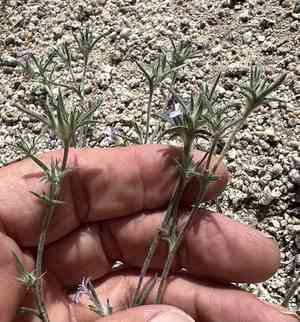 Wilcox's woollystar(Eriastrum wilcoxii)