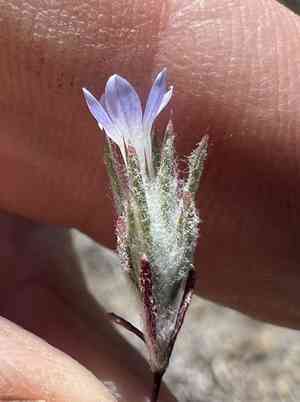 Wilcox's woollystar(Eriastrum wilcoxii)