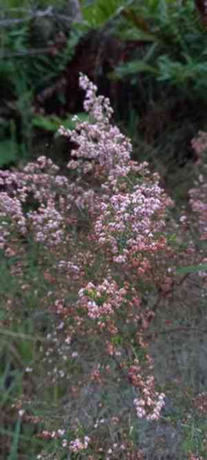 Christmas heather(Erica canaliculata)