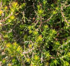 Christmas heather(Erica canaliculata)