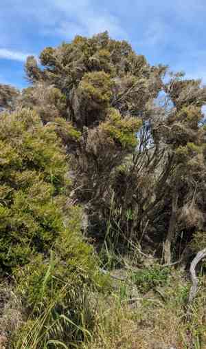 Christmas heather(Erica canaliculata)