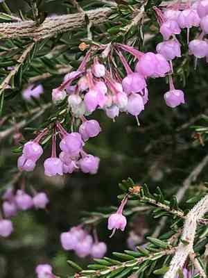 Christmas heather(Erica canaliculata)