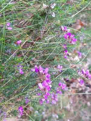 Bell heather(Erica cinerea)
