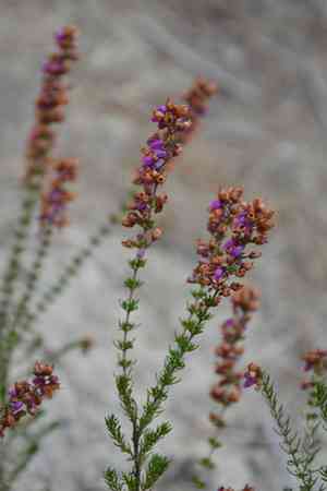 Bell heather(Erica cinerea)