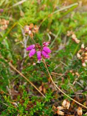 Bell heather(Erica cinerea)