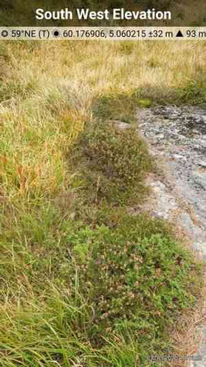 Bell heather(Erica cinerea)