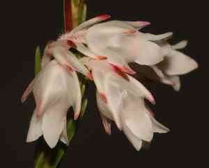 Erica dianthifolia(Erica dianthifolia)