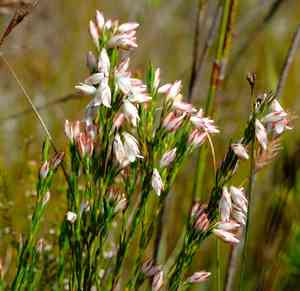 Erica dianthifolia(Erica dianthifolia)