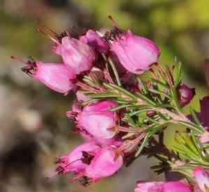 Erica nutans(Erica nutans)