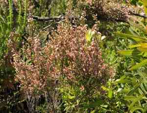 Erica nutans(Erica nutans)