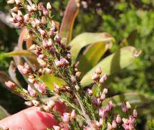 Erica nutans(Erica nutans)