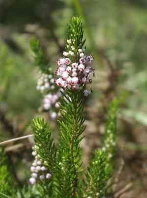 Cornish heath(Erica vagans)