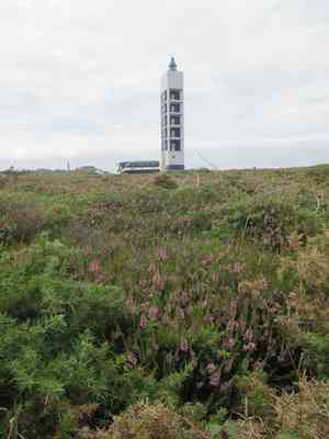 Cornish heath(Erica vagans)