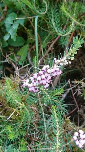 Cornish heath(Erica vagans)