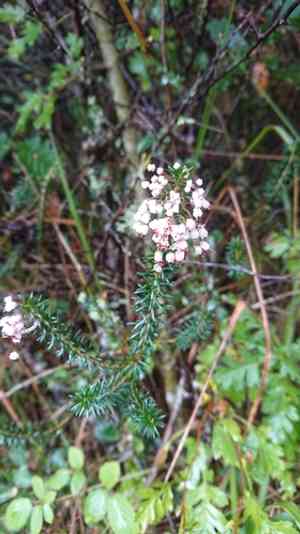 Cornish heath(Erica vagans)