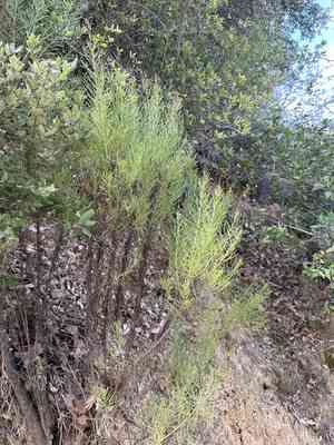 Golden-fleece(Ericameria arborescens)