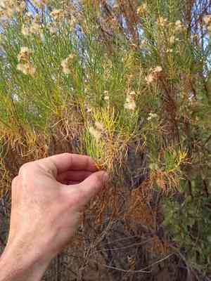 Golden-fleece(Ericameria arborescens)