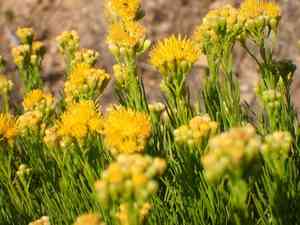 Golden-fleece(Ericameria arborescens)