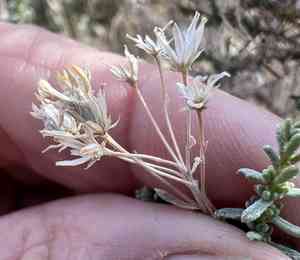 Cooper's goldenbush(Ericameria cooperi)