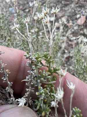 Cooper's goldenbush(Ericameria cooperi)