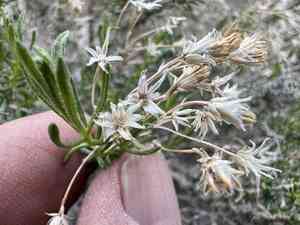 Cooper's goldenbush(Ericameria cooperi)