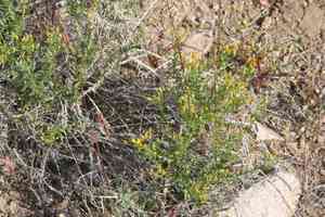 Cooper's goldenbush(Ericameria cooperi)