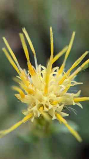 Whitestem goldenbush(Ericameria discoidea)