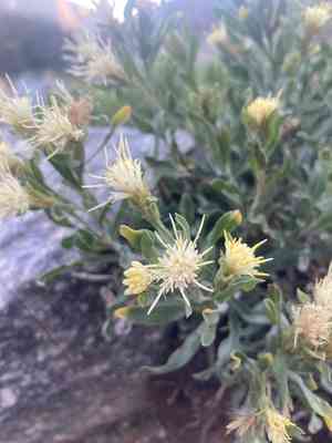 Whitestem goldenbush(Ericameria discoidea)