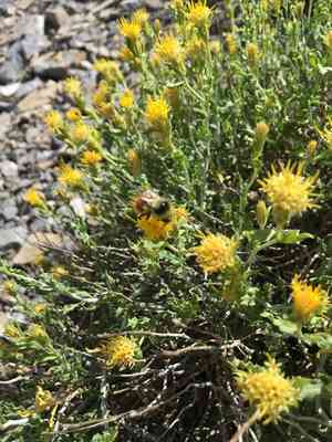 Whitestem goldenbush(Ericameria discoidea)