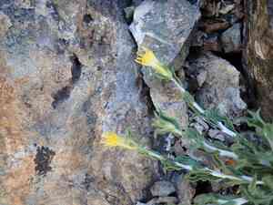 Whitestem goldenbush(Ericameria discoidea)