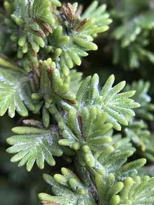 California goldenbush(Ericameria ericoides)