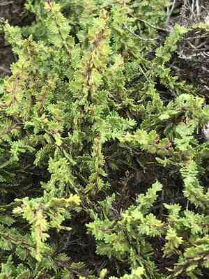 California goldenbush(Ericameria ericoides)