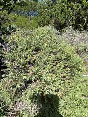 California goldenbush(Ericameria ericoides)