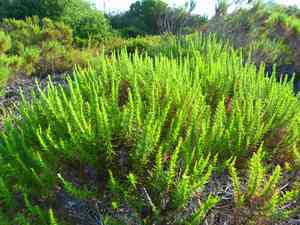 California goldenbush(Ericameria ericoides)