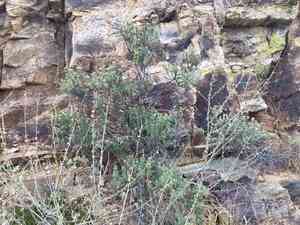 Turpentine Bush(Ericameria laricifolia)