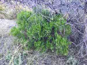Turpentine Bush(Ericameria laricifolia)