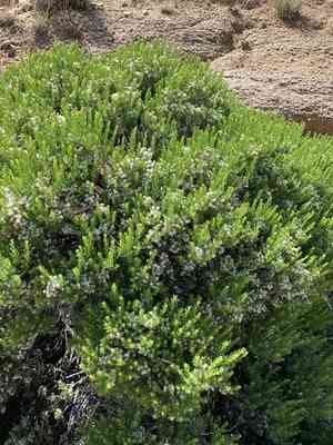 Turpentine Bush(Ericameria laricifolia)