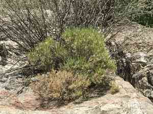 Turpentine Bush(Ericameria laricifolia)