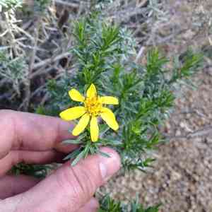 Narrowleaf goldenbush(Ericameria linearifolia)