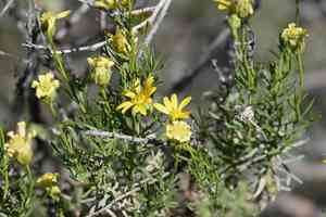 Narrowleaf goldenbush(Ericameria linearifolia)