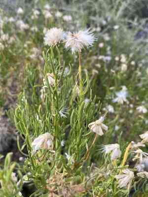 Narrowleaf goldenbush(Ericameria linearifolia)