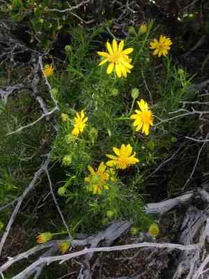 Narrowleaf goldenbush(Ericameria linearifolia)