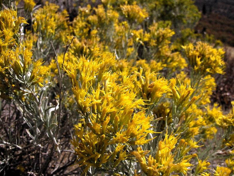 Silver Rabbit Brush How Much Sunlight Do Rubber rabbitbrush Need? Complete Guide | ForwardPlant