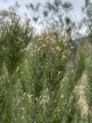 Desert rabbitbrush(Ericameria paniculata)