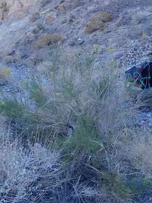 Desert rabbitbrush(Ericameria paniculata)