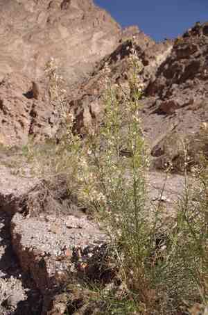 Desert rabbitbrush(Ericameria paniculata)