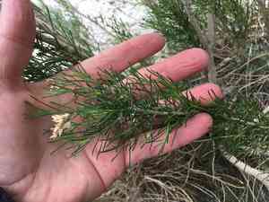 Desert rabbitbrush(Ericameria paniculata)