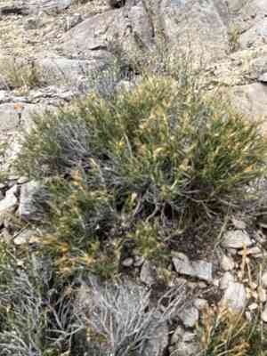 Parry's rabbitbrush(Ericameria parryi)