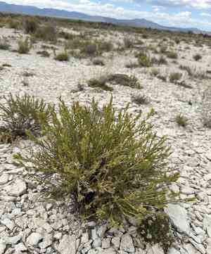 Parry's rabbitbrush(Ericameria parryi)
