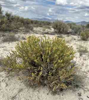 Parry's rabbitbrush(Ericameria parryi)